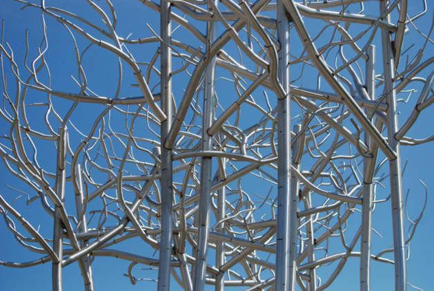 Stand of Birch