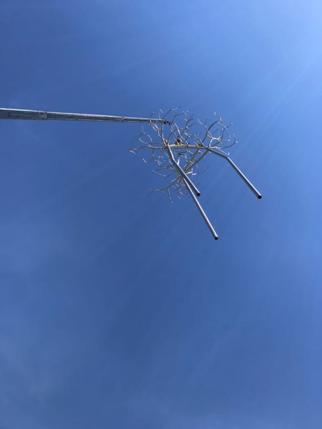 Stand of Birch