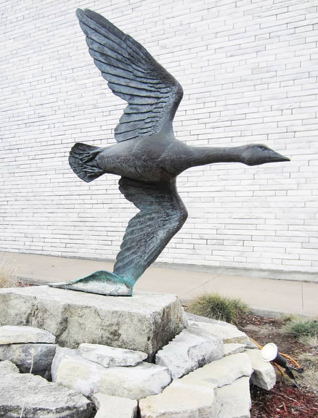 Clinton Local Wildlife