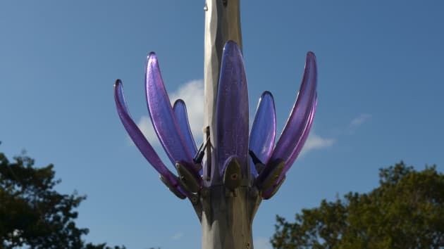 Moonflower
