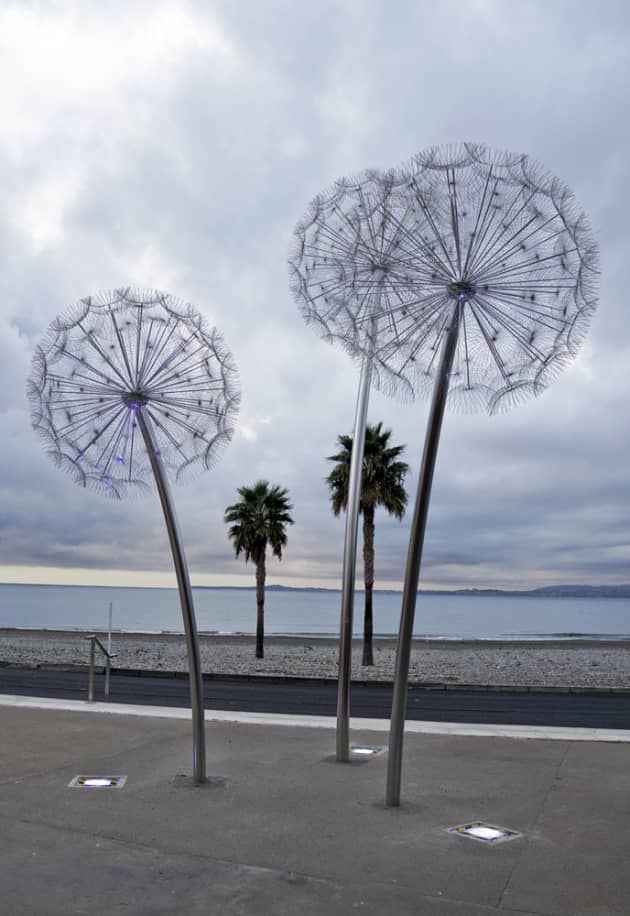 Dandelions Nice, France