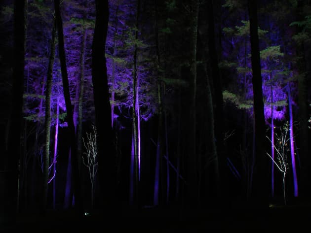 A Forest
