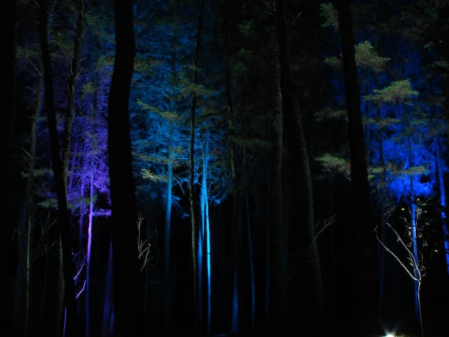 A Forest