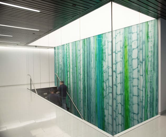 Xylem