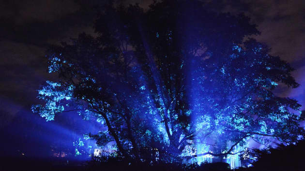 Illumination at The Morton Arboretum