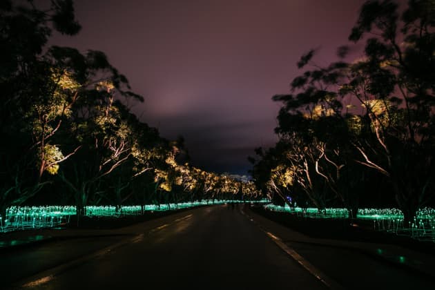 Field of Light: Avenue of Honour, Albany