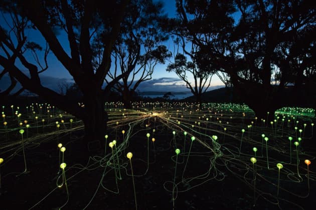 Field of Light: Avenue of Honour, Albany
