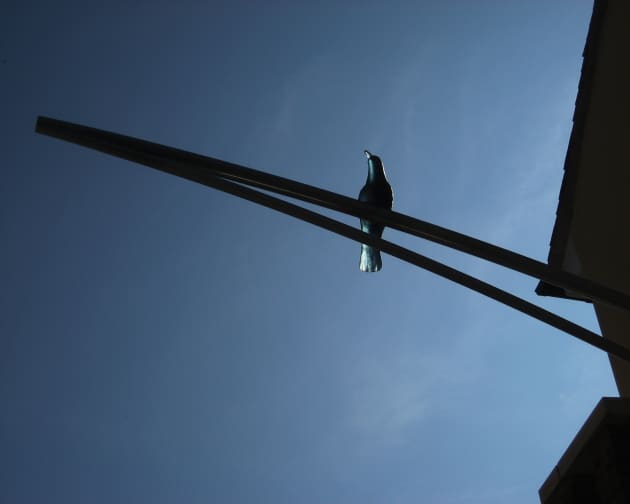 Crows of Bicester