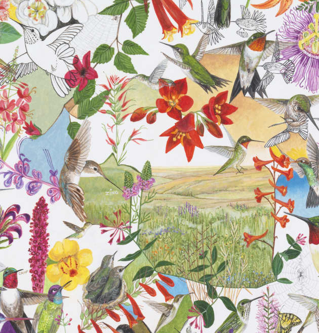 Hummingbirds of North America
