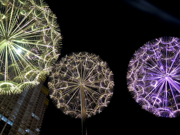 Dandelions Istanbul