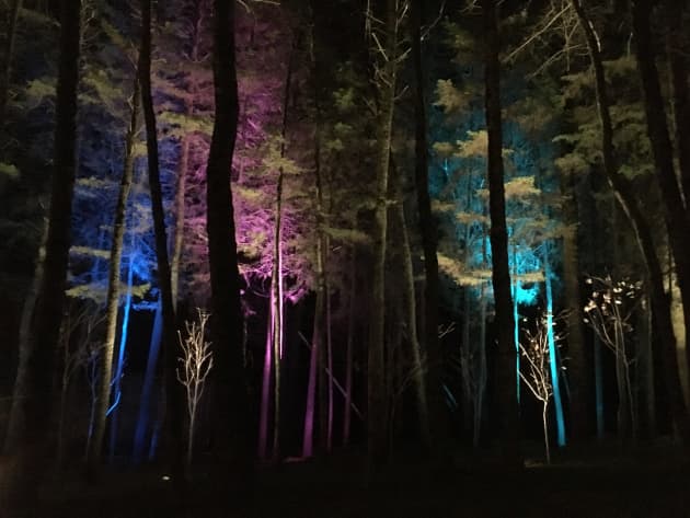 A Forest