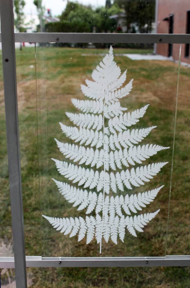 L’herbier médicinal de Pehr Kalm (Pehr Kalm’s Herbarium)