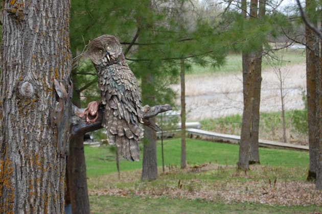 Great Grey Owl