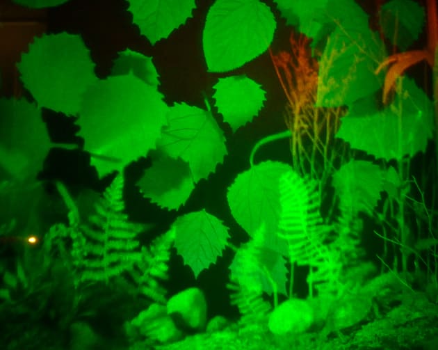 Light Pond and The Secret Garden