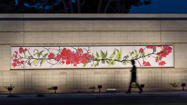 Bougainvillea