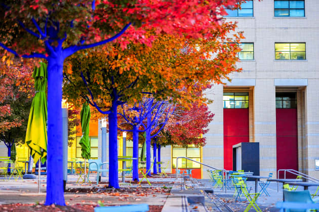 The Blue Trees