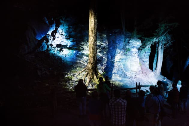 Foresta Lumina