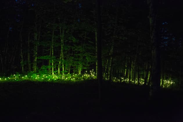 Foresta Lumina