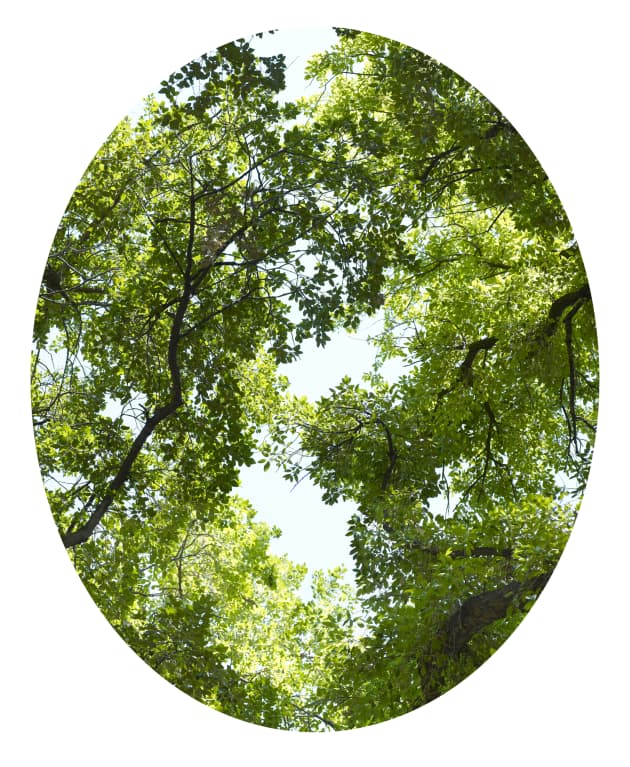 Untitled (Views)