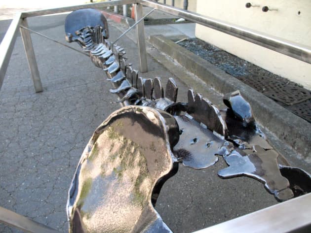 Human Spine conference Table