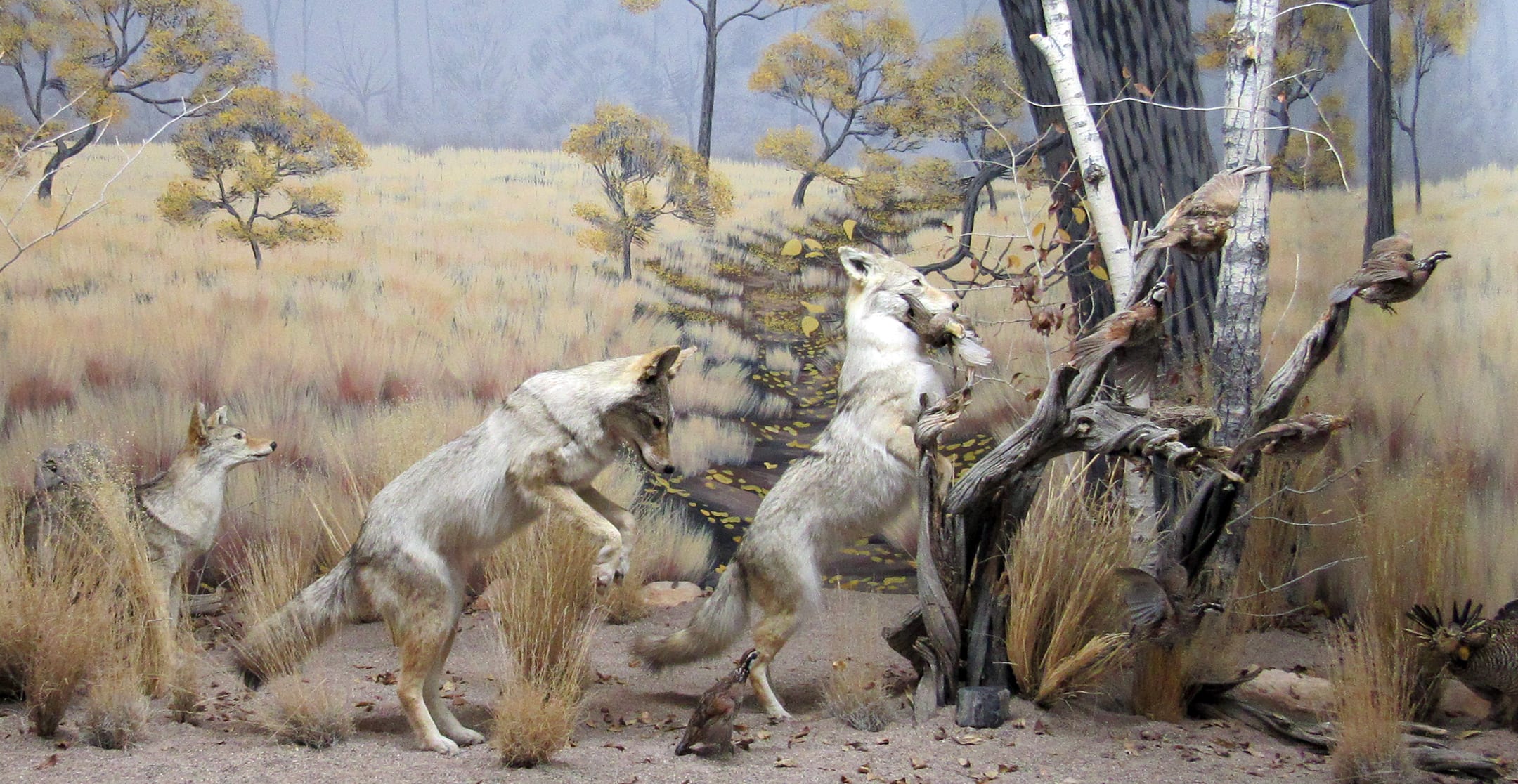 Bryce Wildlife Museum