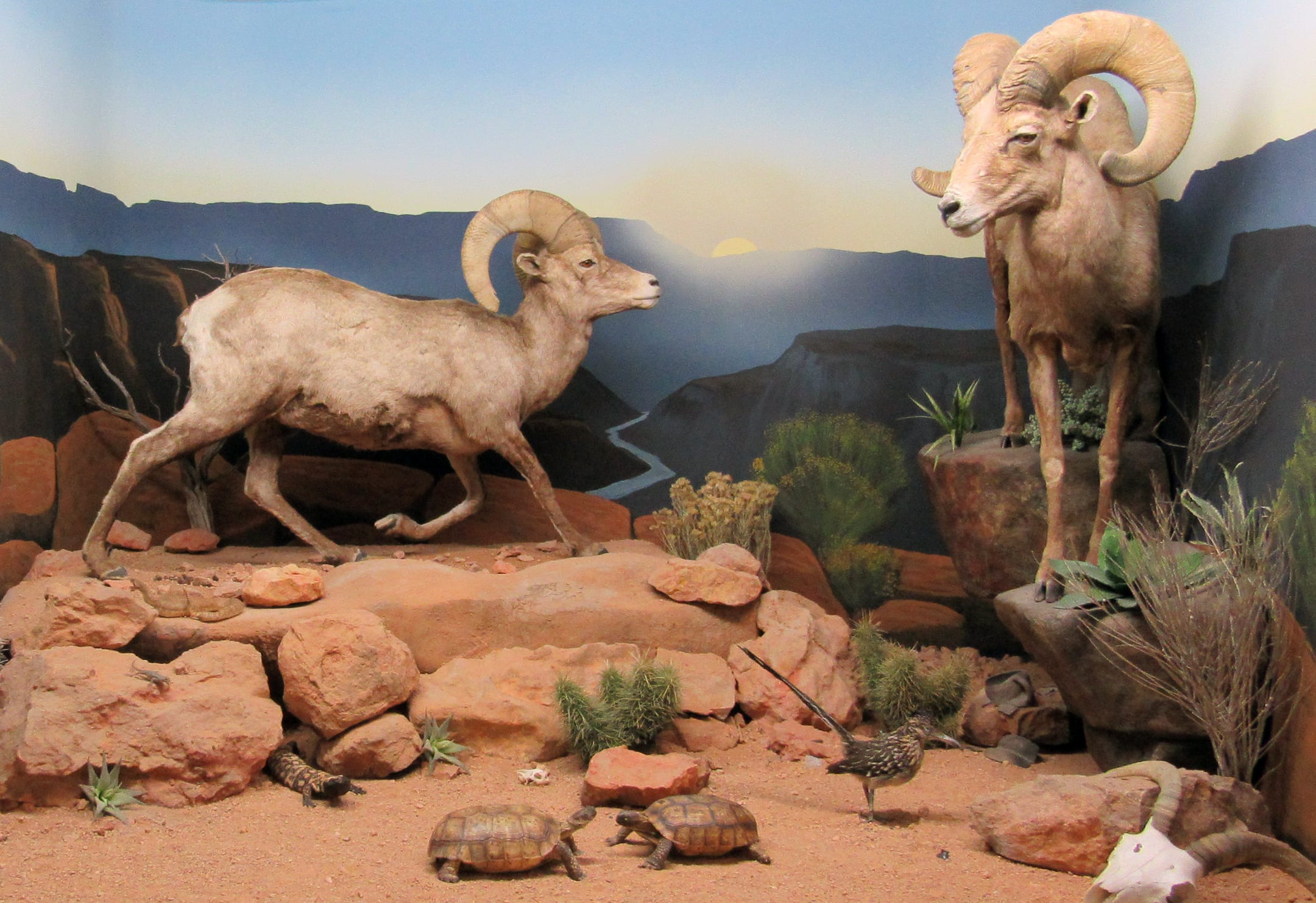 Bryce Wildlife Museum