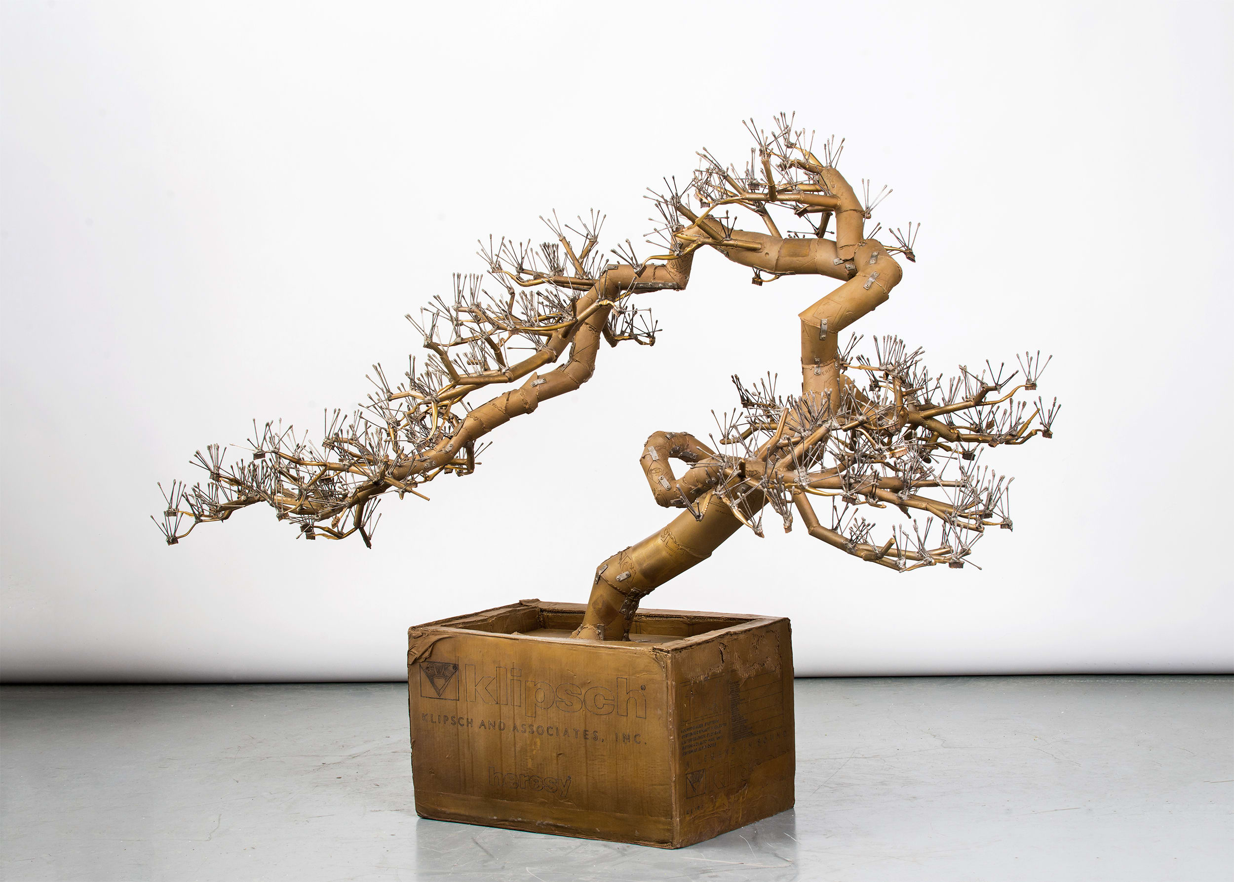 Bonsai Tree