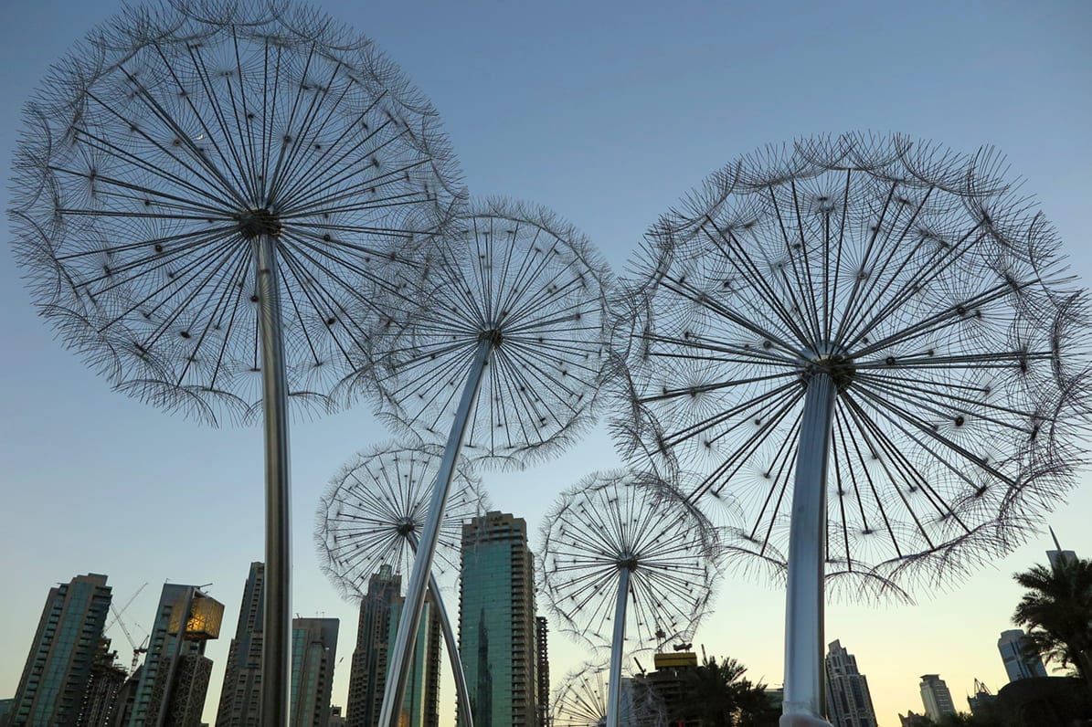 Dandelions Dubai