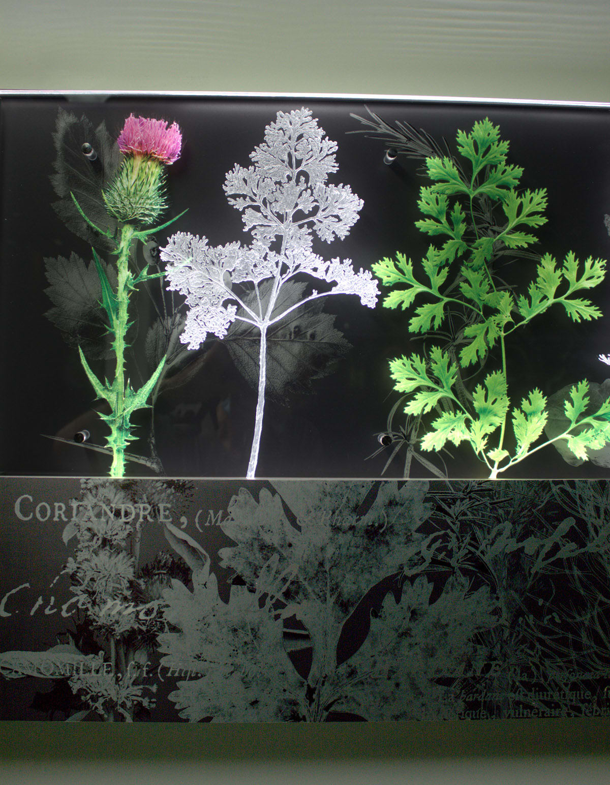 Herbier de Saveurs et des Soins (Herbarium of flavors and care)