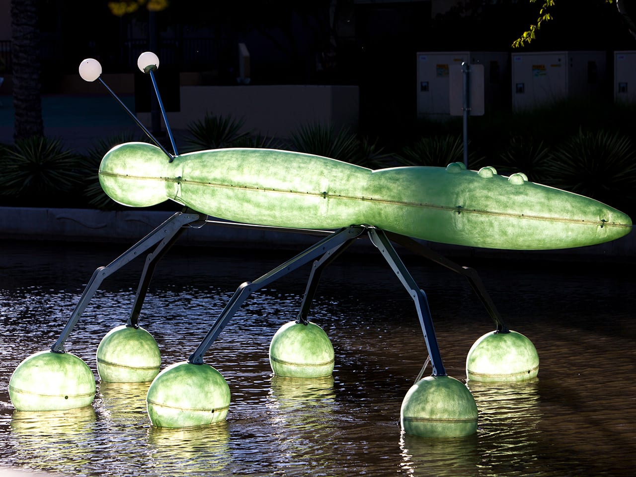 Water Striders