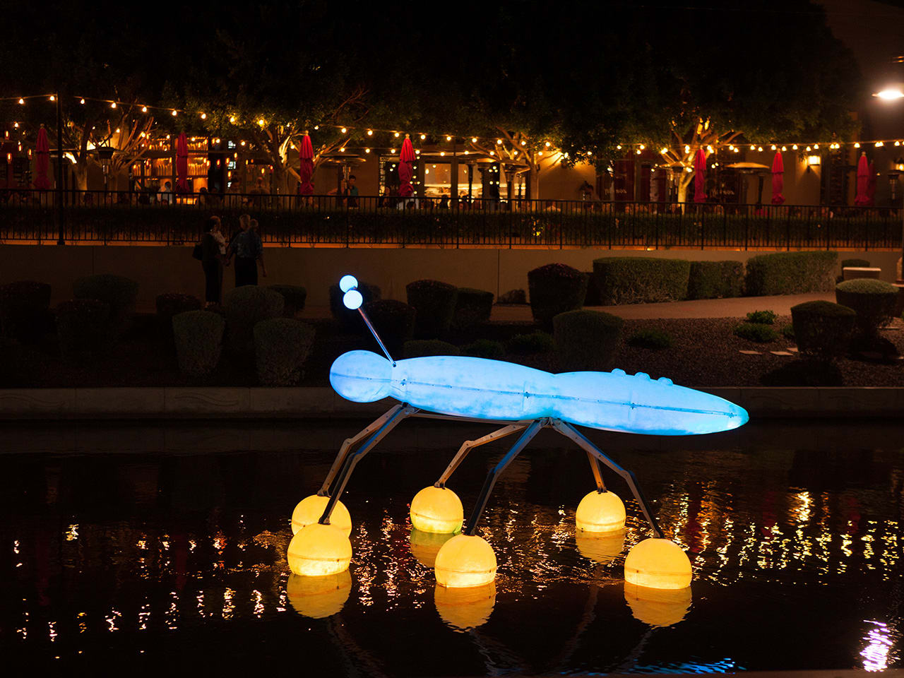 Water Striders