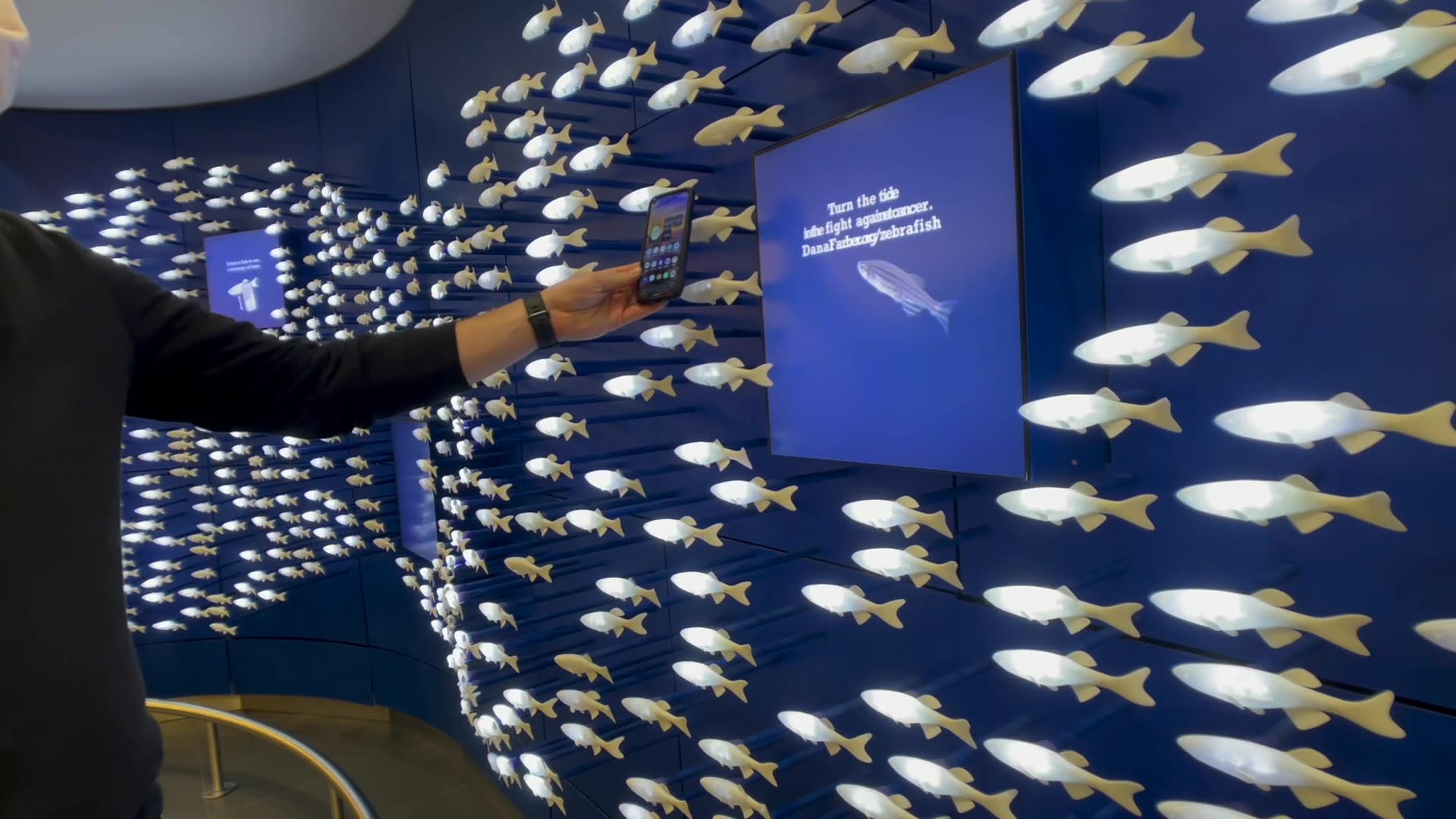 Zebrafish Display