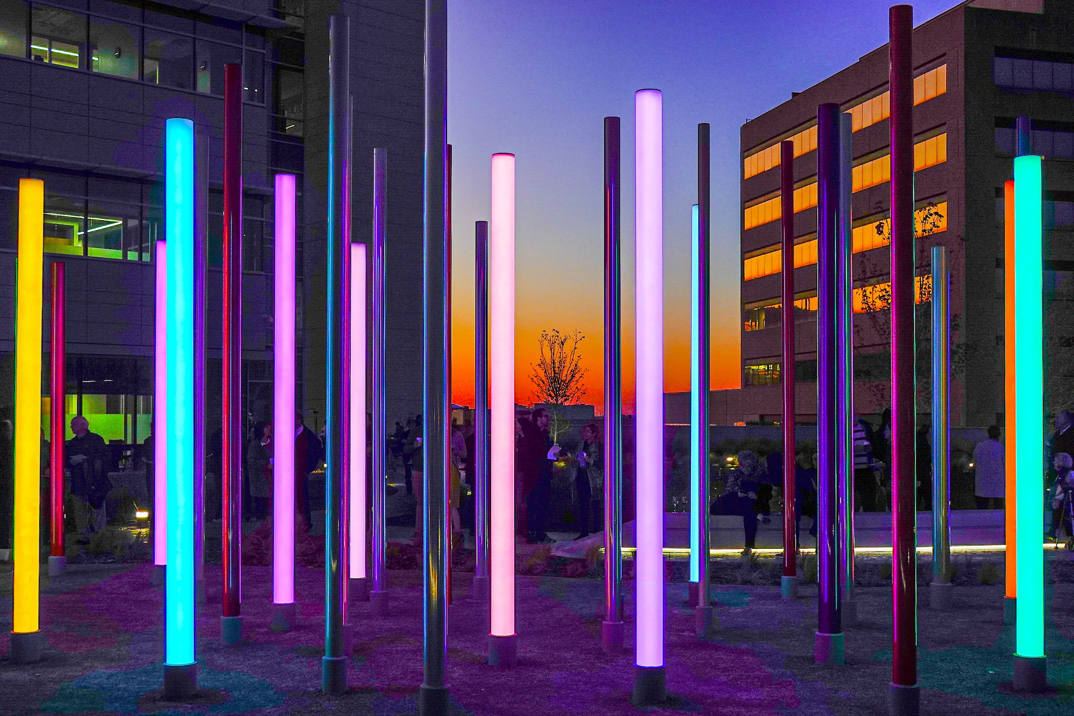 Forest of Light