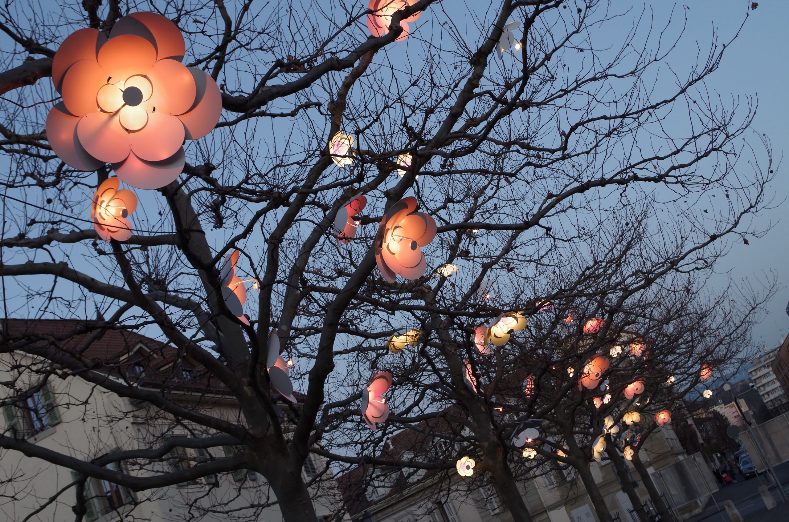Blossoms