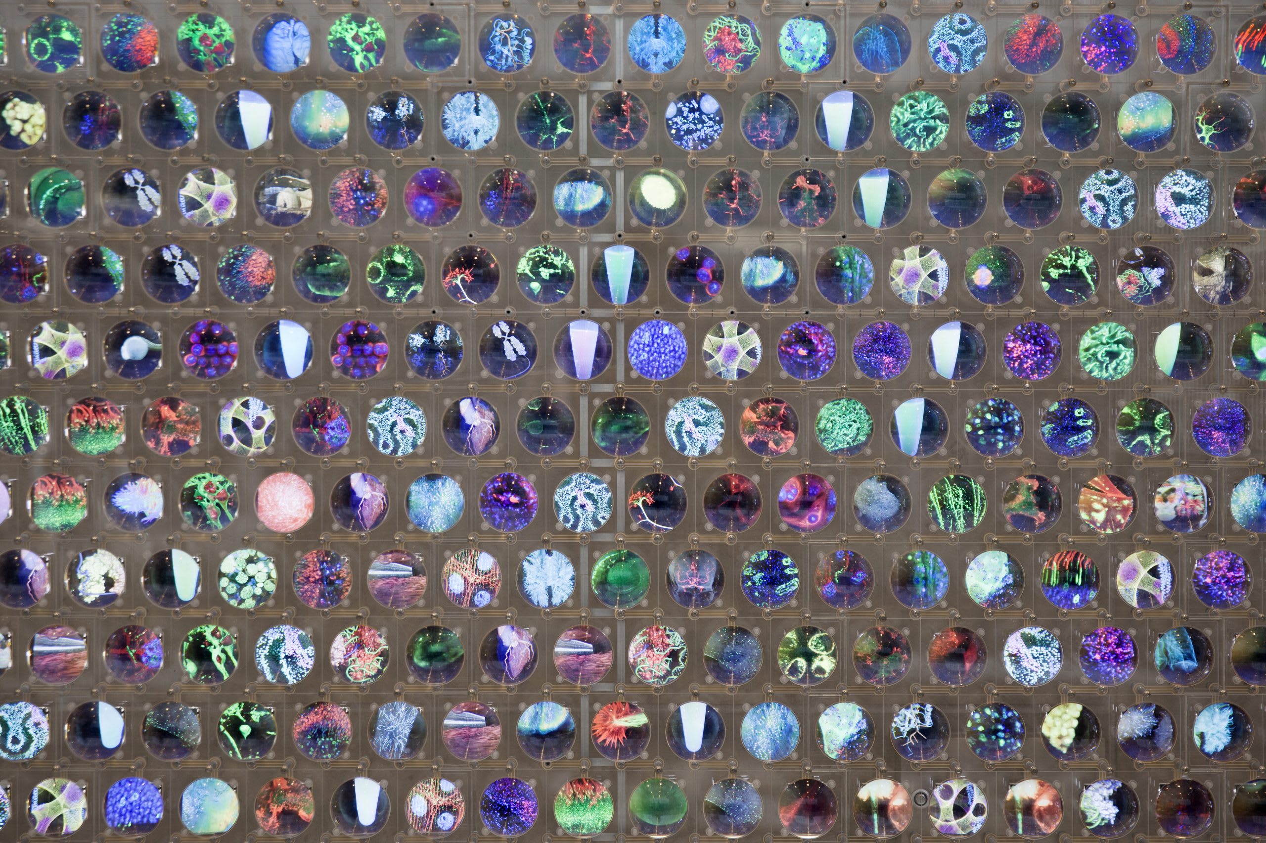 WCMC Discovery Wall
