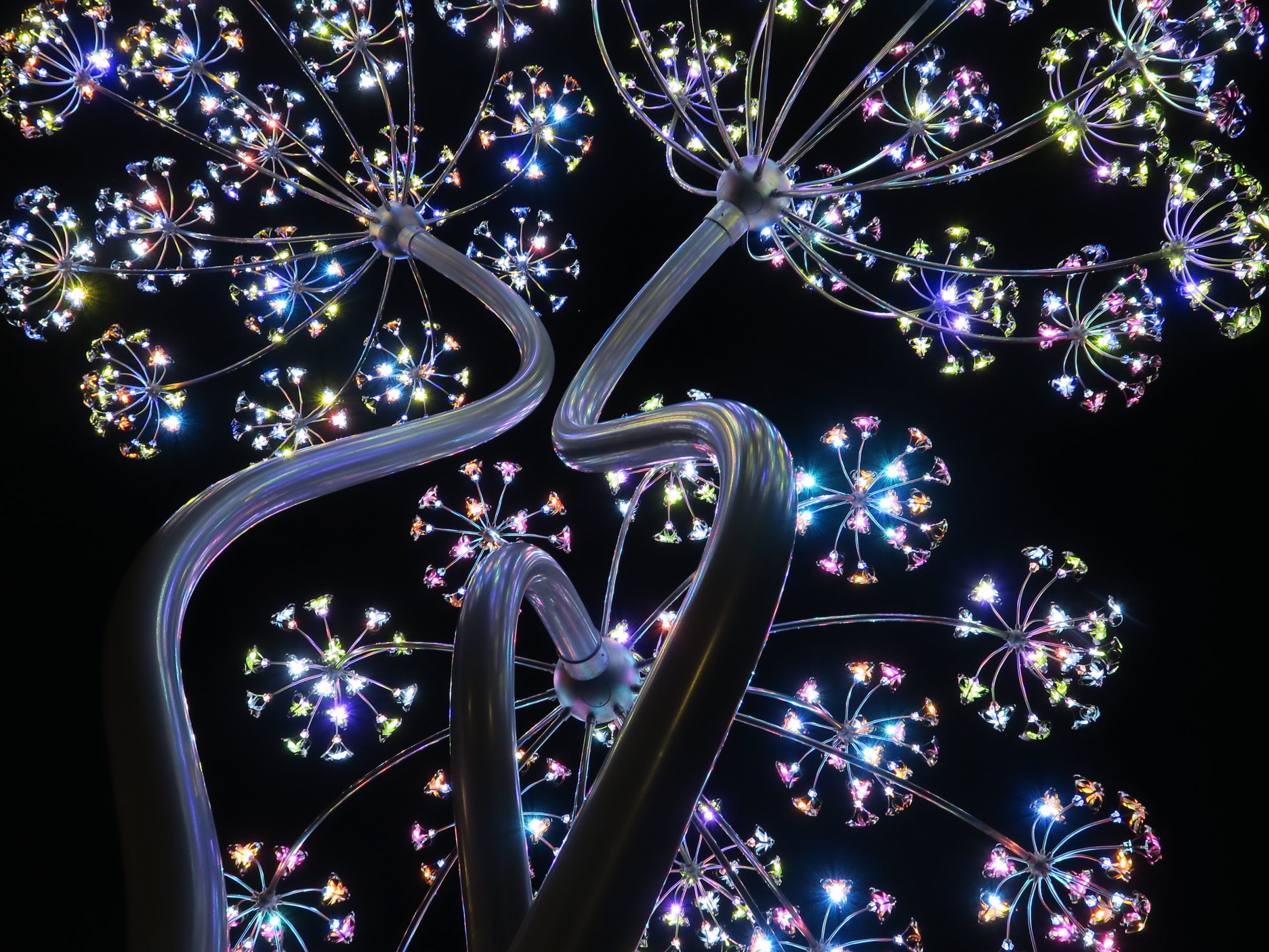 Beacon Bloom