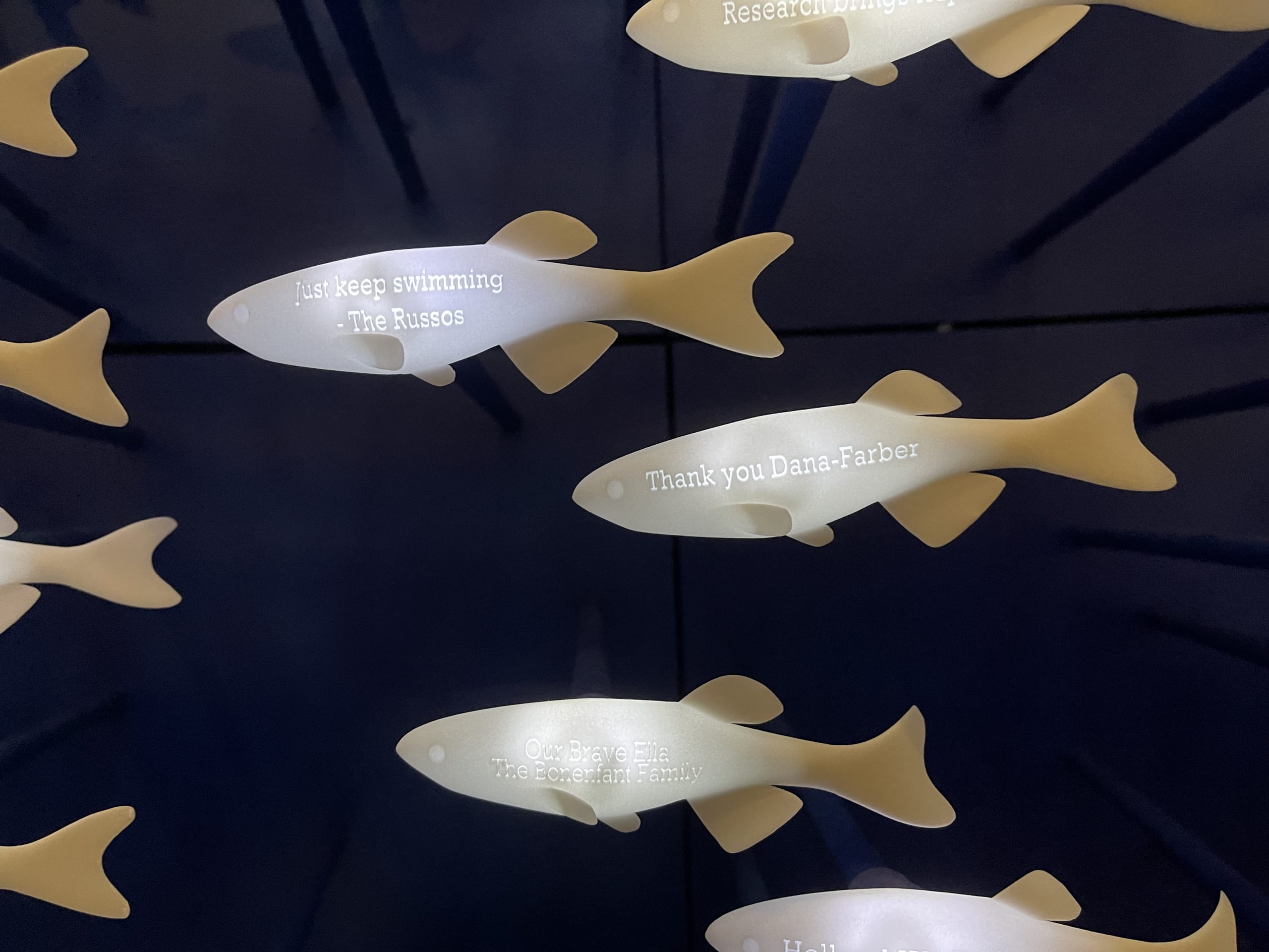 Zebrafish Display