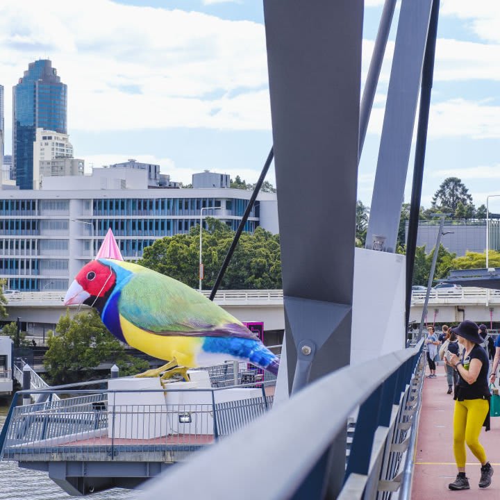 Gouldian Finches (Messengers of Brisbane)