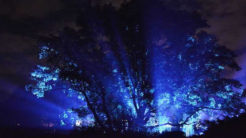 Illumination at The Morton Arboretum