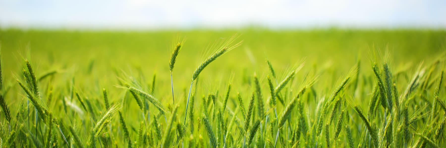 Agrokommerz AG
