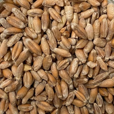 Triticale