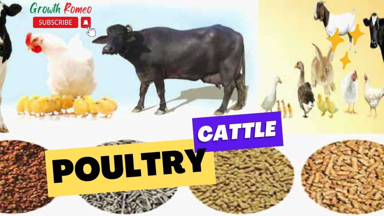 Cattle poultry food business ideas