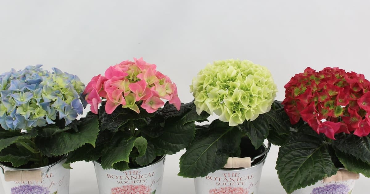 Mini Hydrangea