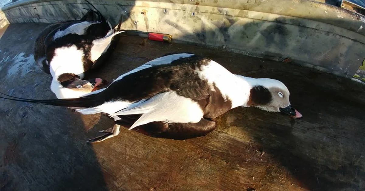 2021 Waterfowl Season