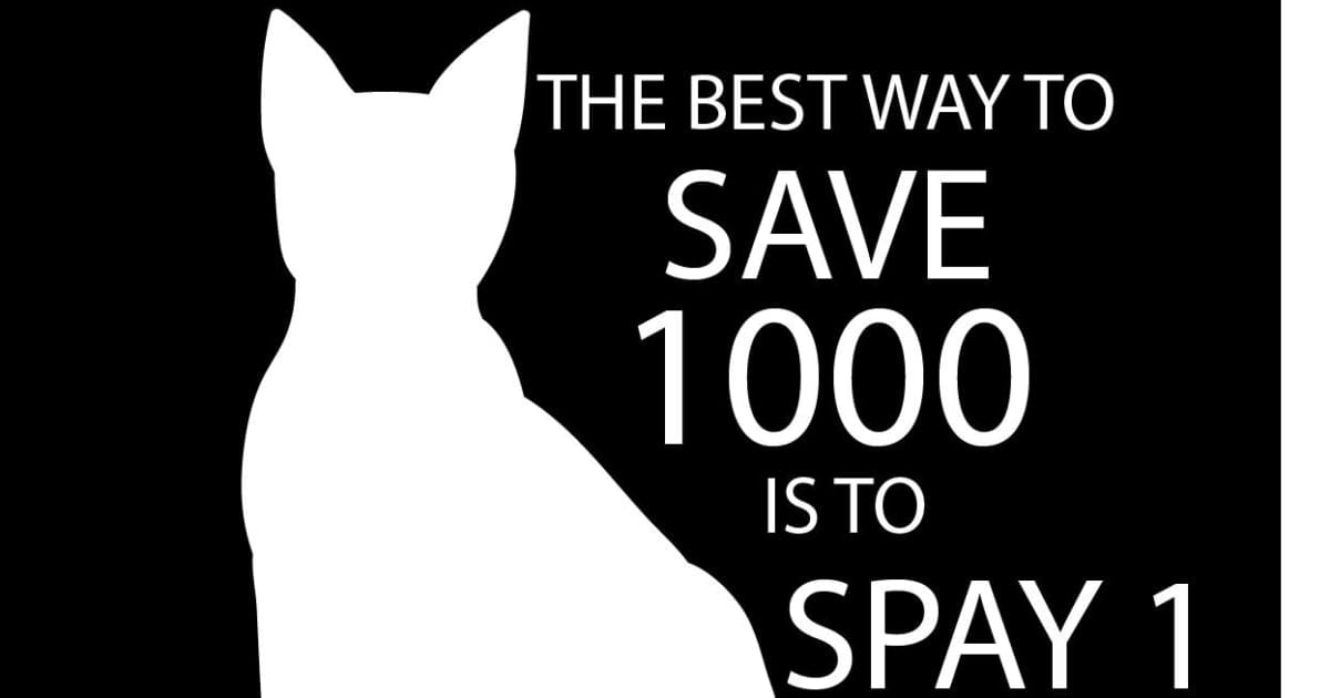 Does your cat need to be fixed?