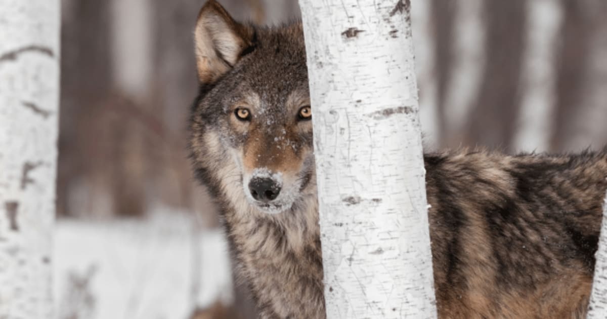 Michigan Wolf Management Wolf Hunt and Trapping Season