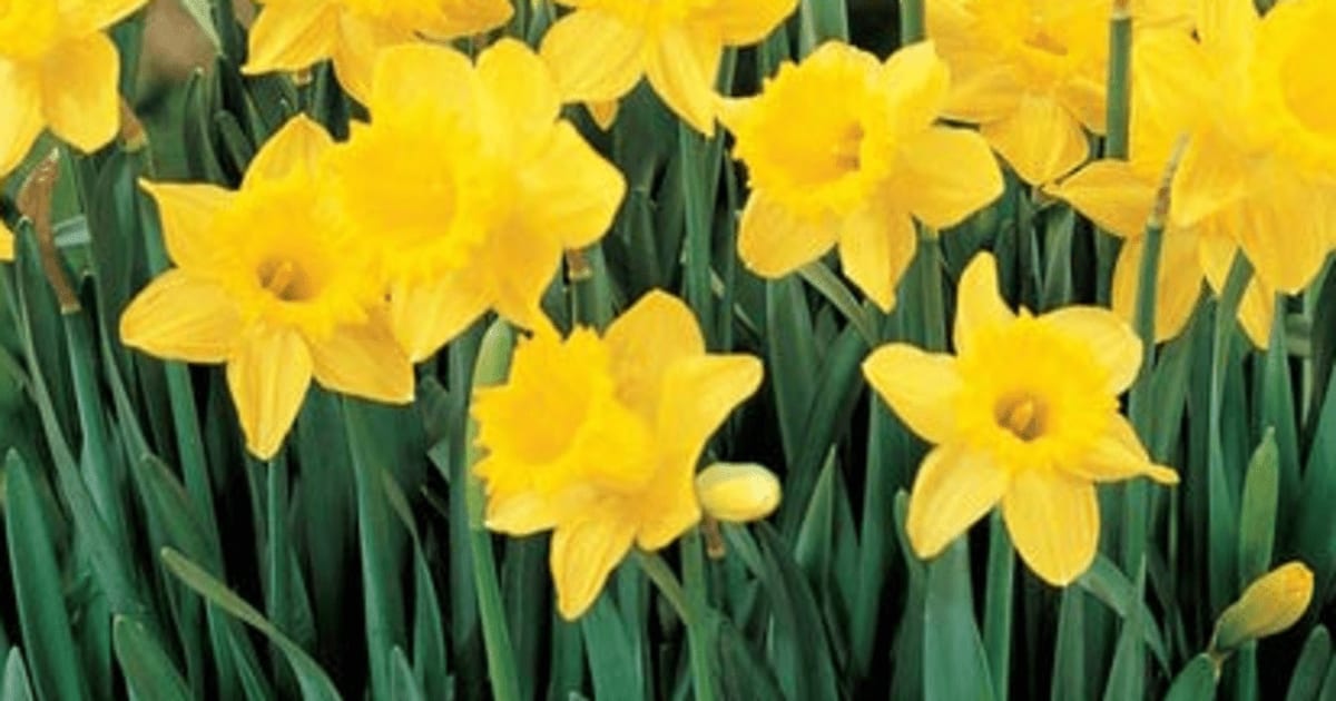 Daffodils The silent flower killer!