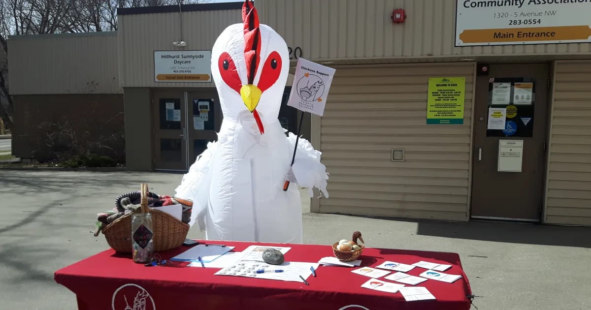 Calgary Backyard Chicken Mascot Naming Event