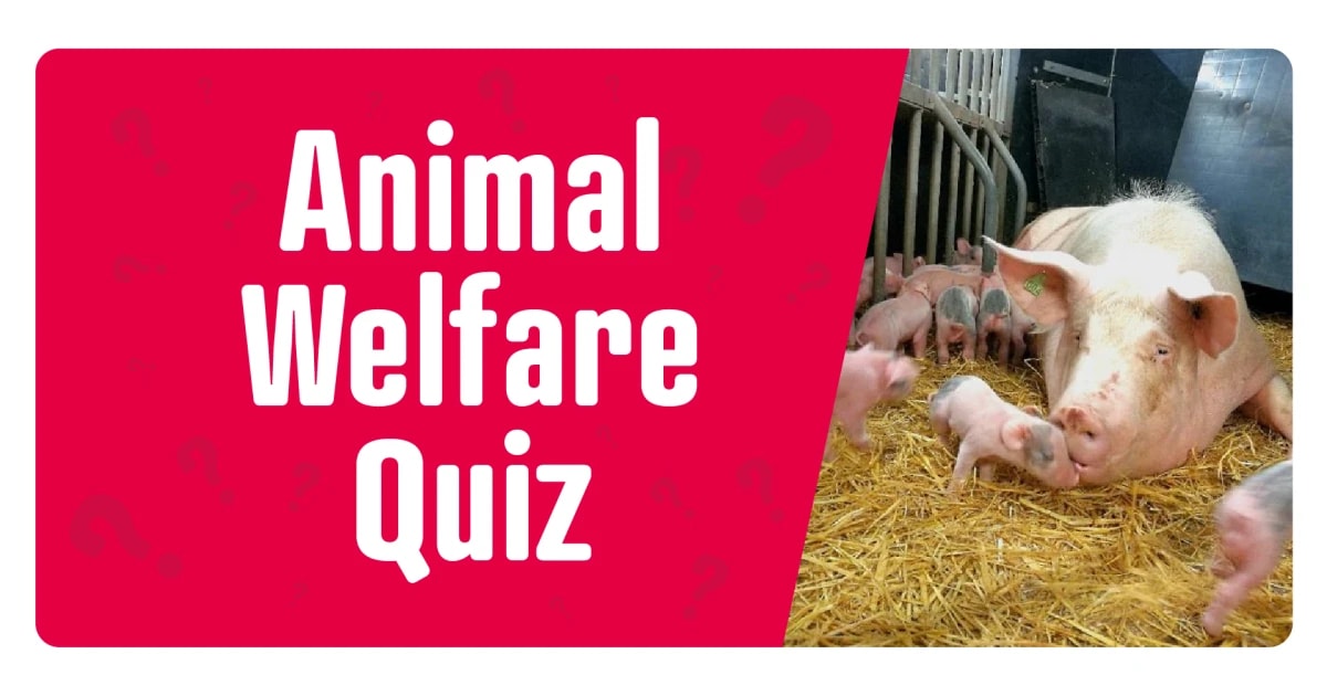 QUIZ Animal welfare