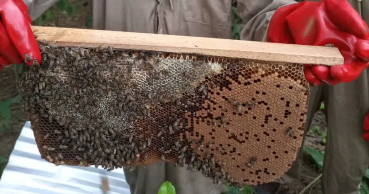 Beekeeping